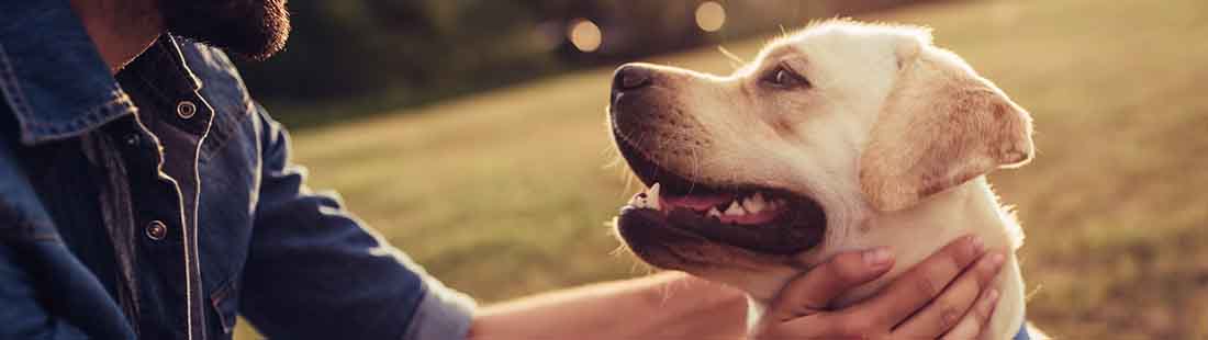 husse klappar om sin hund labrador