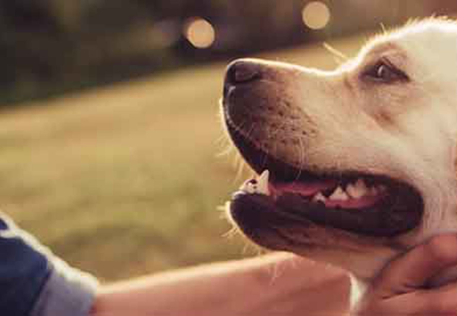 husse klappar om sin hund labrador