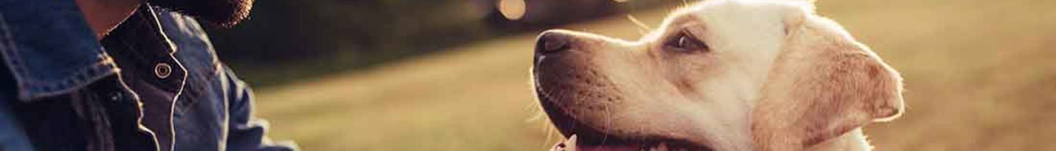 husse klappar om sin hund labrador