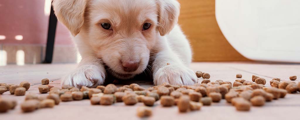 Valp ligger framför foder på golvet