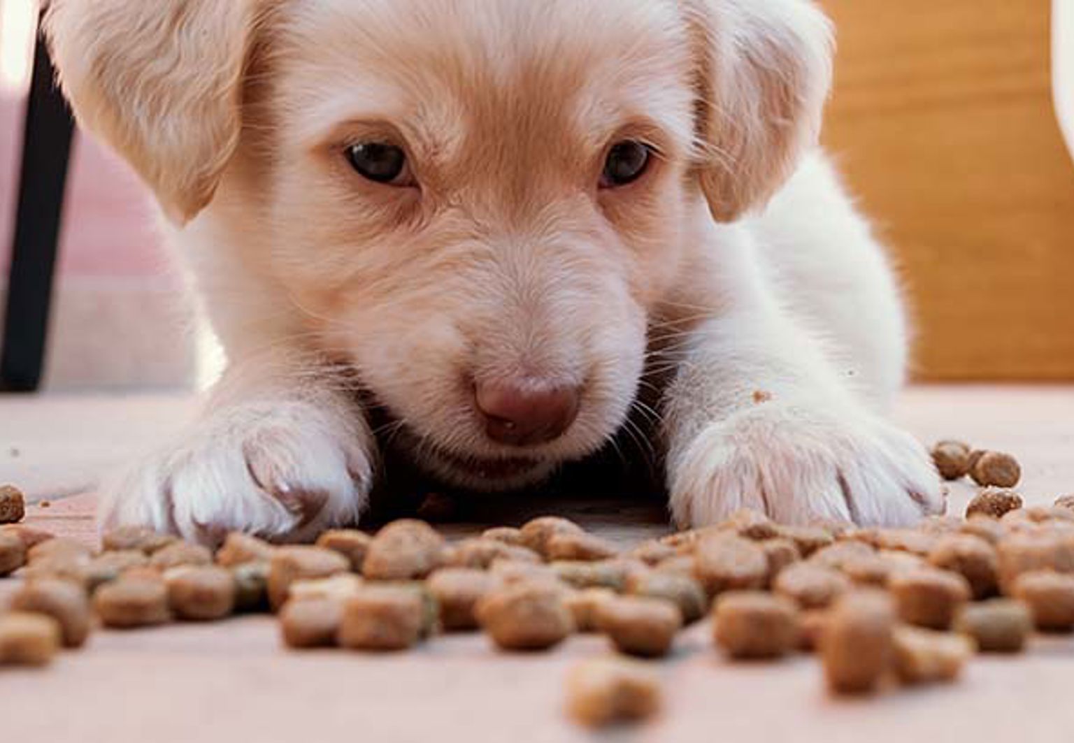Valp ligger framför foder på golvet