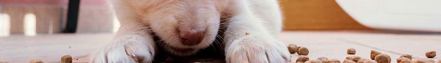 Valp ligger framför foder på golvet