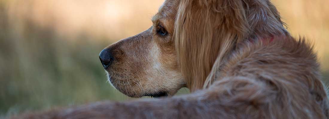 Närbild på långhårig hund utomhus