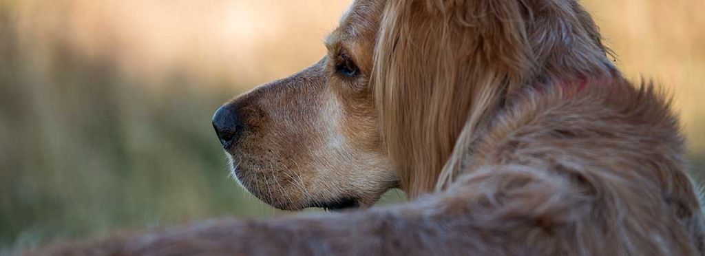 Närbild på långhårig hund utomhus