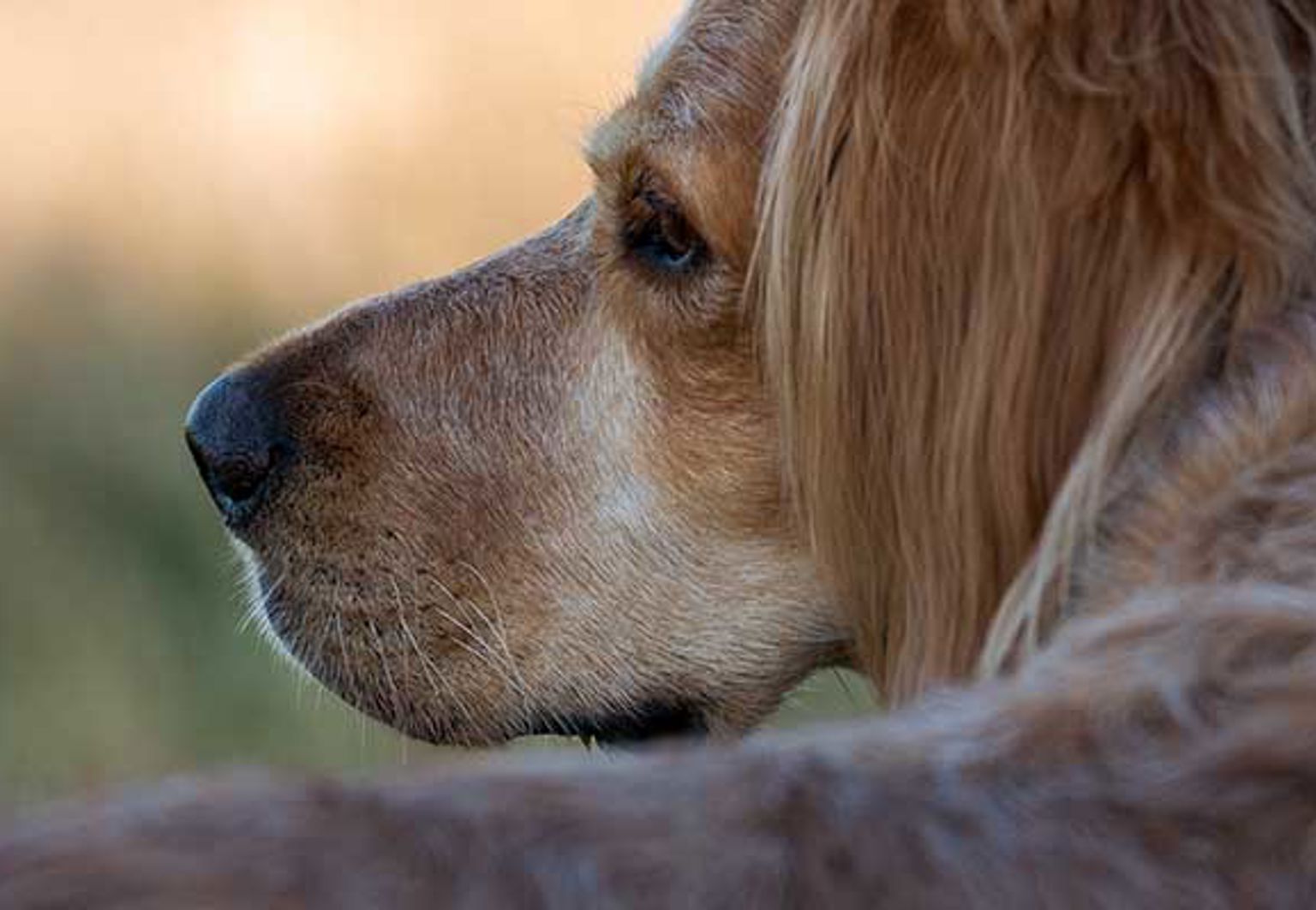 Närbild på långhårig hund utomhus