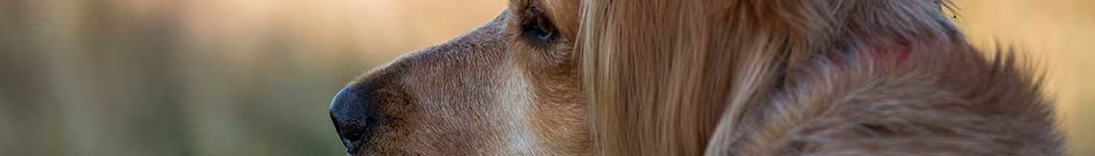 Närbild på långhårig hund utomhus