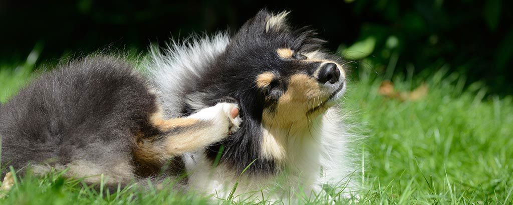 Hund kliar sig bakom örat med baktassen