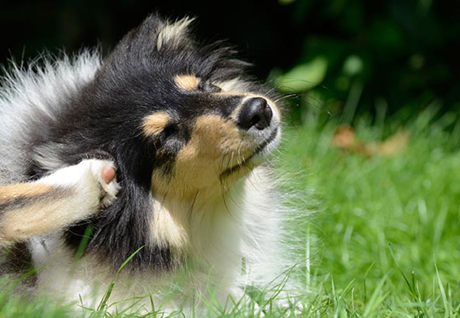 Hund kliar sig bakom örat med baktassen