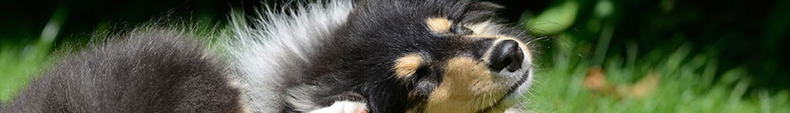 Hund kliar sig bakom örat med baktassen