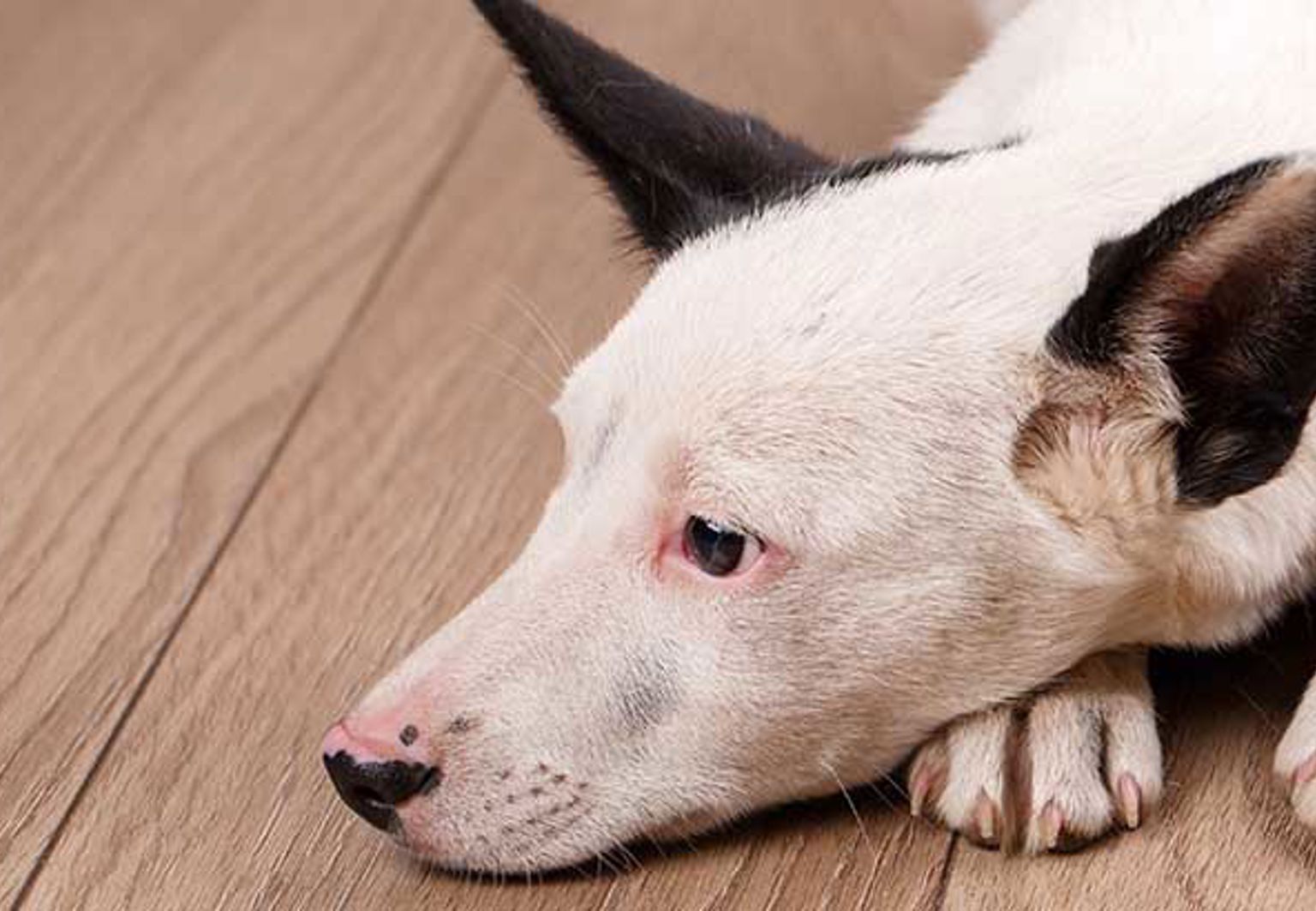 Hund ligger på ett trägolv