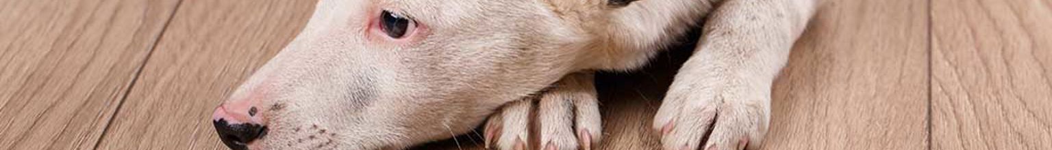 Hund ligger på ett trägolv