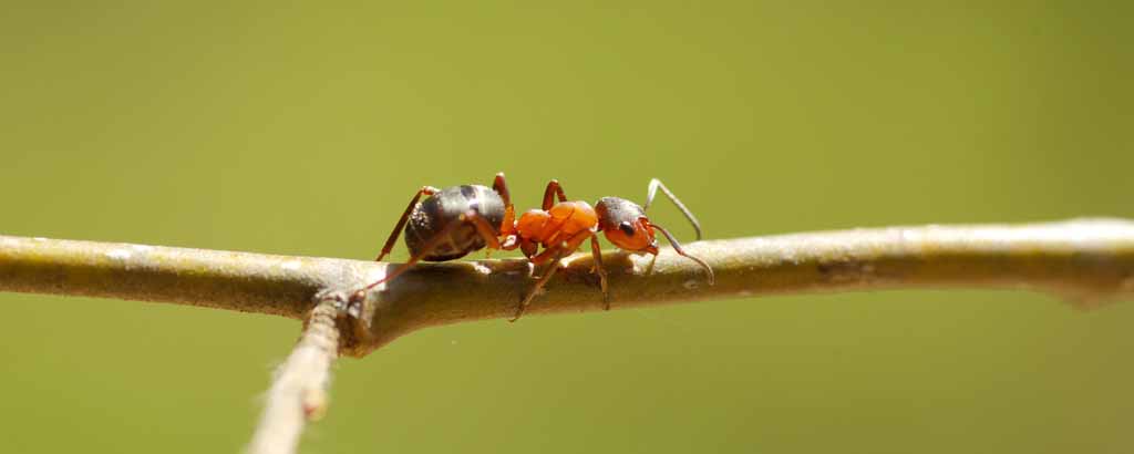 närbild på en myra på en liten kvist
