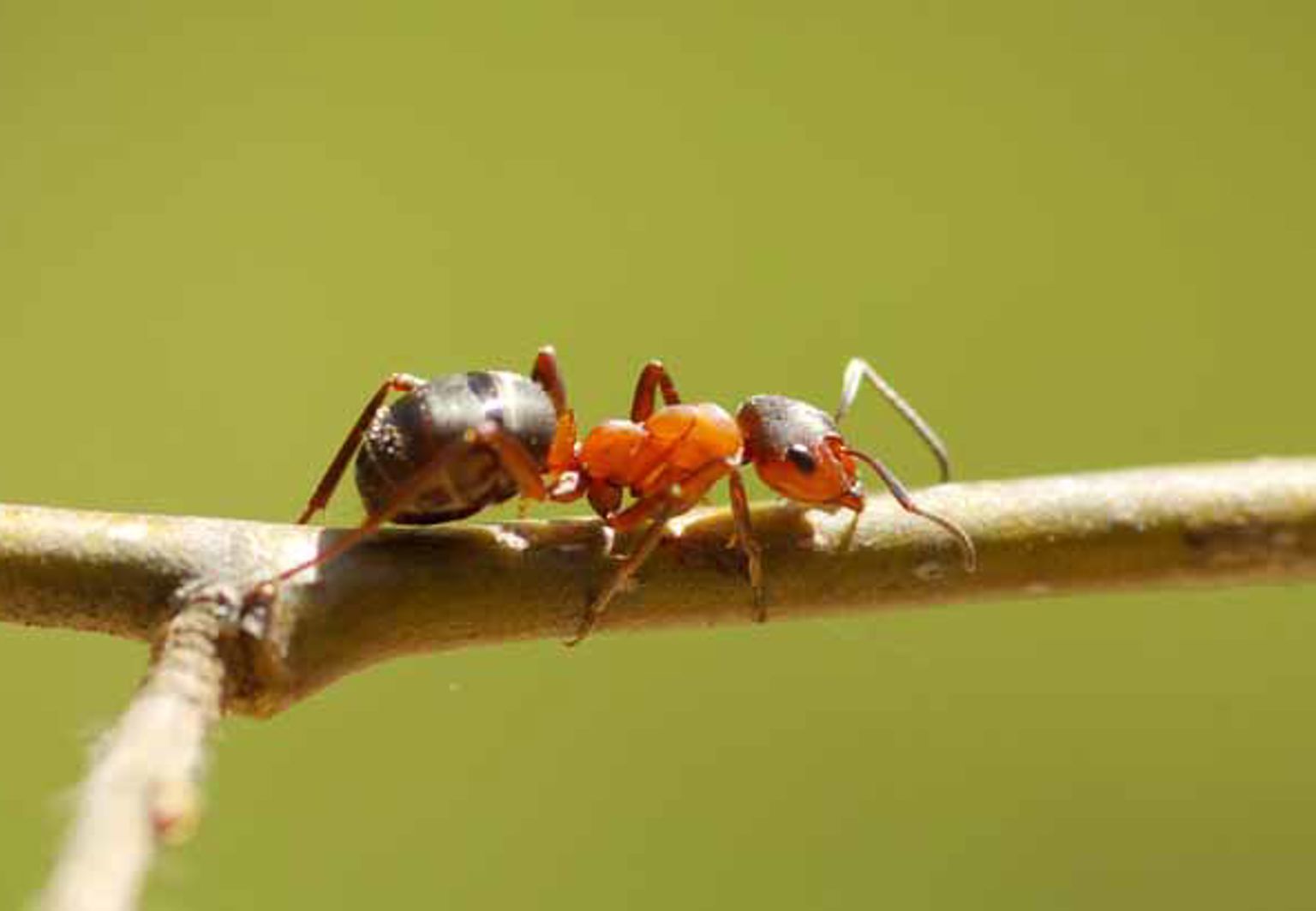 närbild på en myra på en liten kvist
