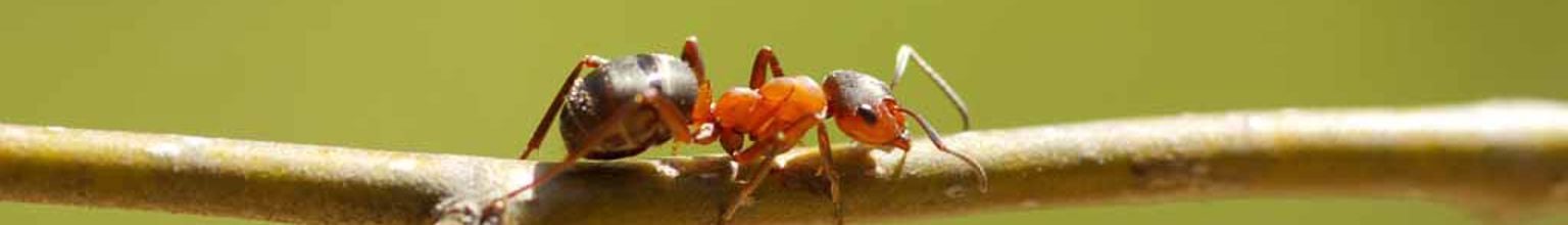 närbild på en myra på en liten kvist