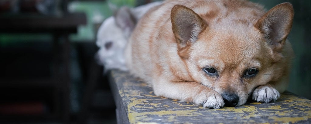 Liten trött hund ligger och vilar sig