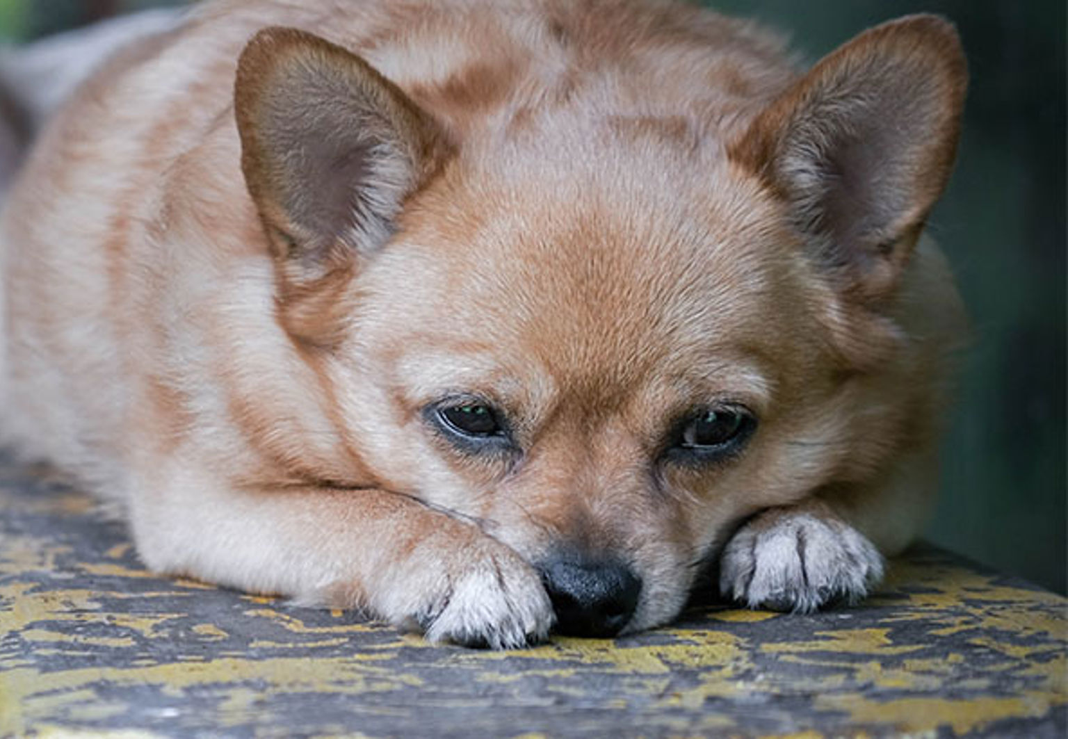 Liten trött hund ligger och vilar sig