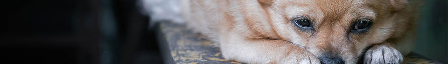 Liten trött hund ligger och vilar sig