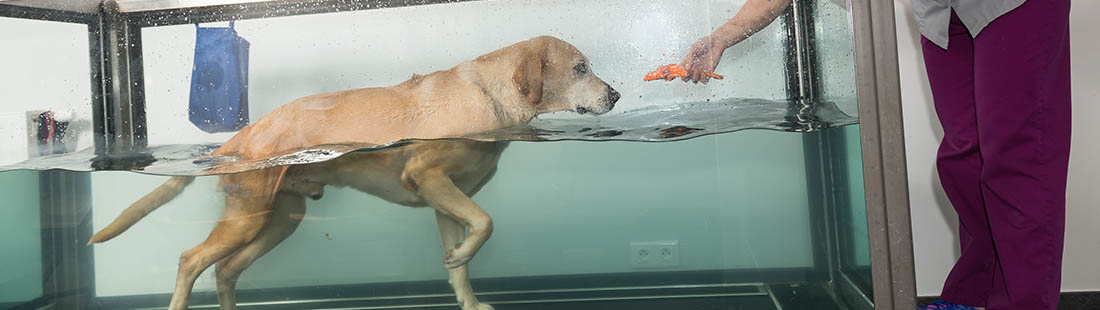 labrador på rehabilitering i en vattentrask