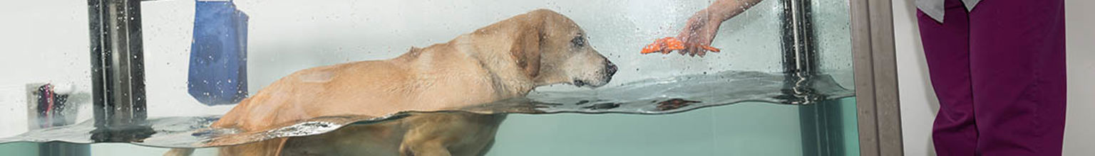 labrador på rehabilitering i en vattentrask