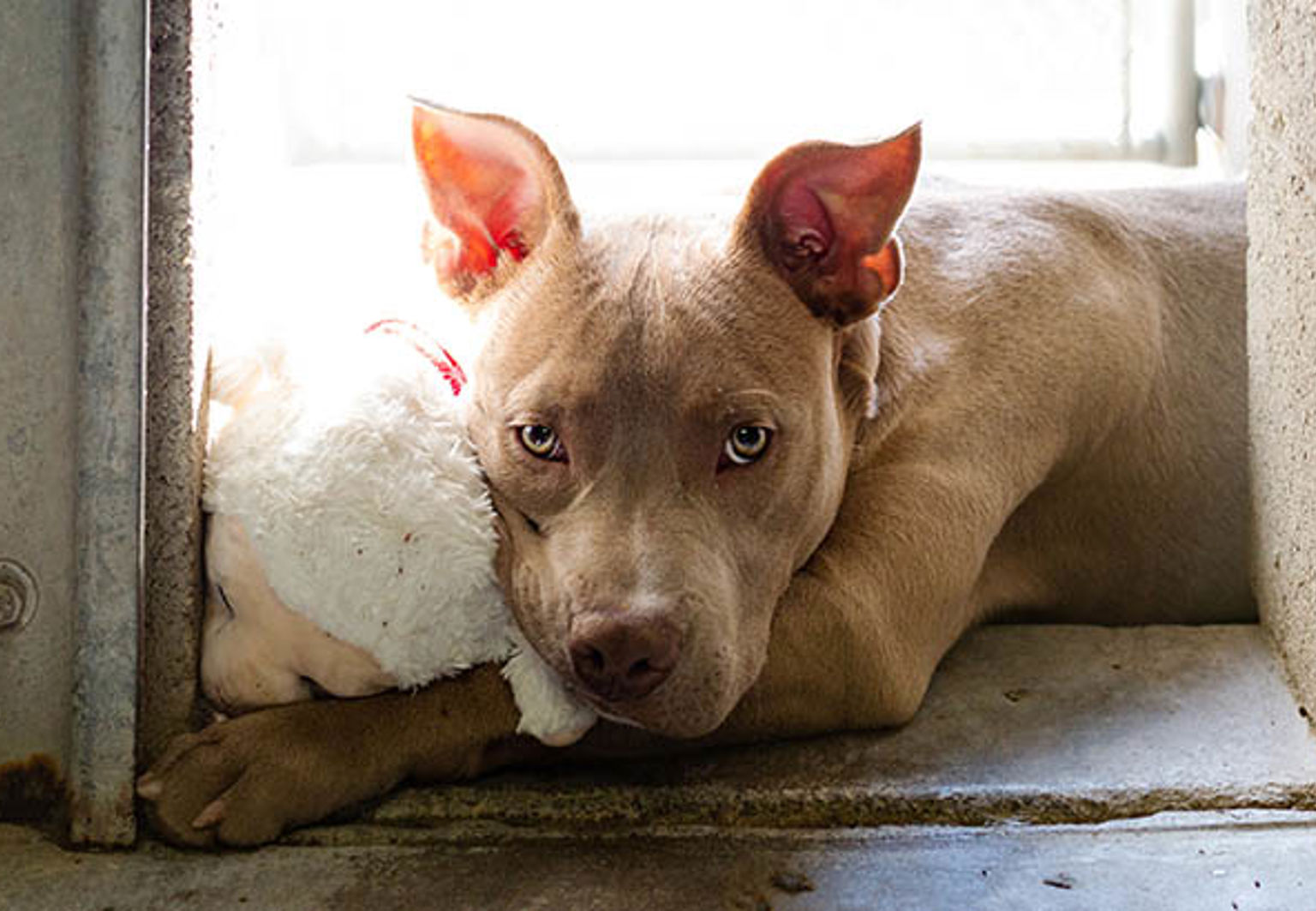 Hund ligger och vilar med ett gosedjur i en dörröppning