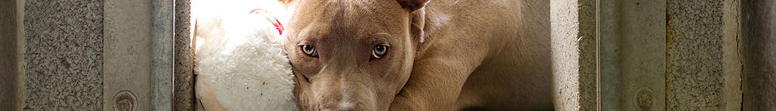 Hund ligger och vilar med ett gosedjur i en dörröppning