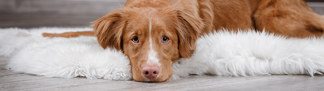 hund tollare ser bekymrad ut