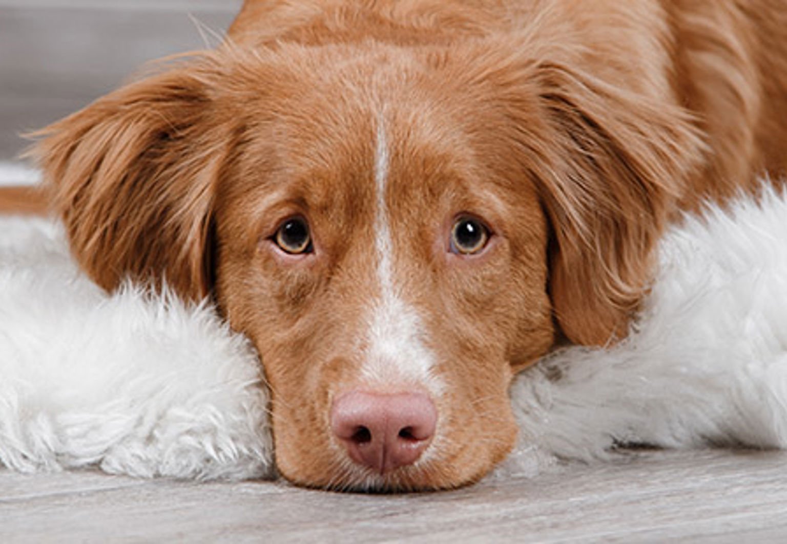 hund tollare ser bekymrad ut