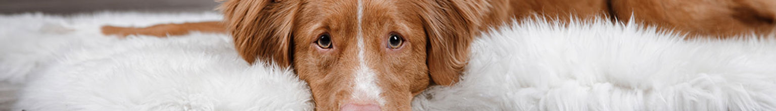 hund tollare ser bekymrad ut