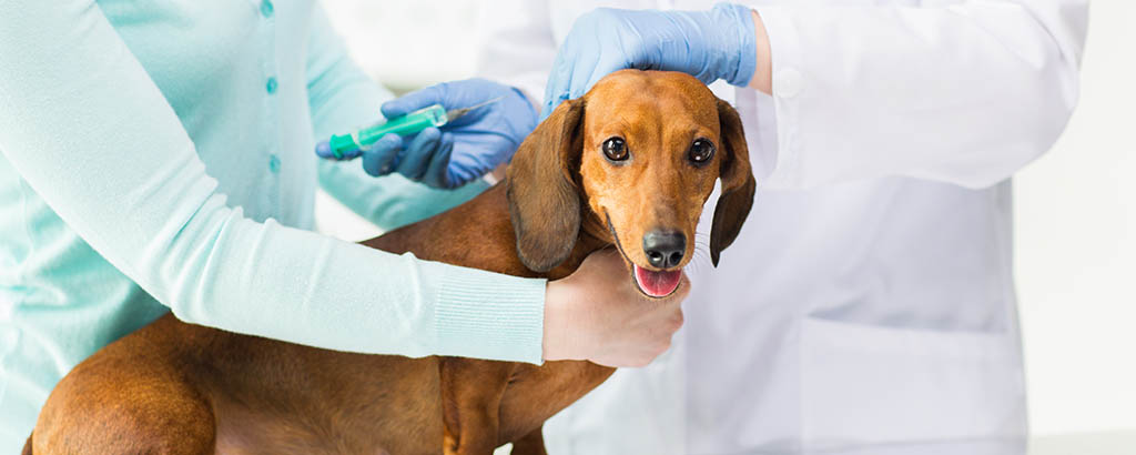 Hund är i behandlingsrum med en veterinär som håller i en spruta