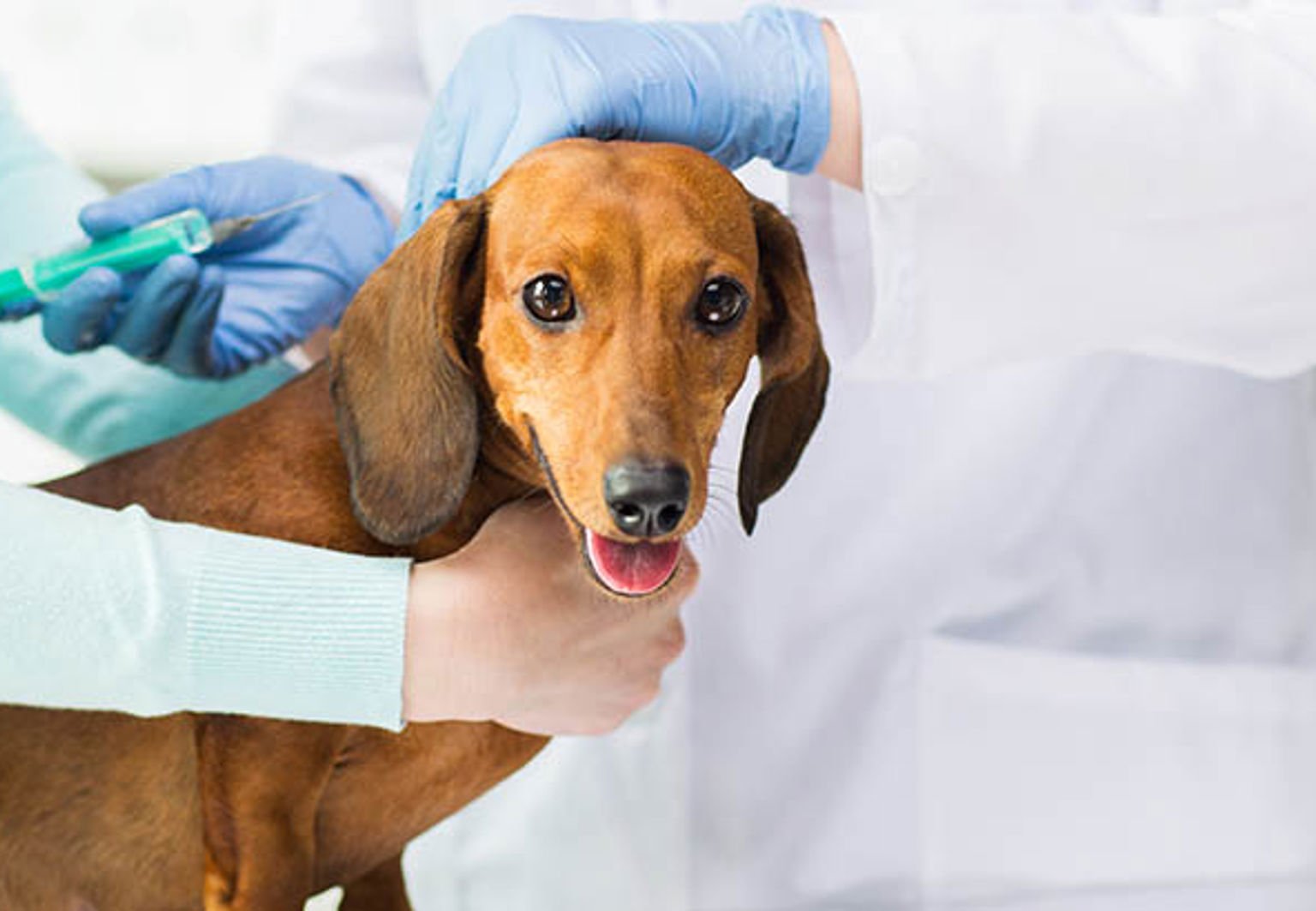 Hund är i behandlingsrum med en veterinär som håller i en spruta