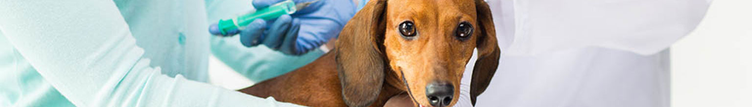 Hund är i behandlingsrum med en veterinär som håller i en spruta