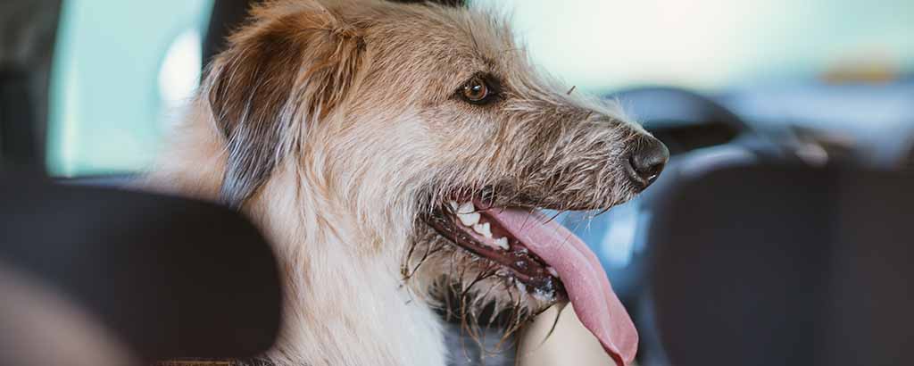 Långhårig hund sitter i en bil med tungan ute