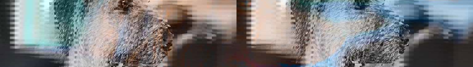 Långhårig hund sitter i en bil med tungan ute