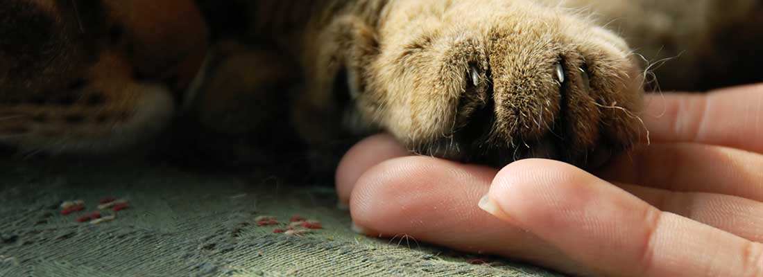 Människohand håller i en tass