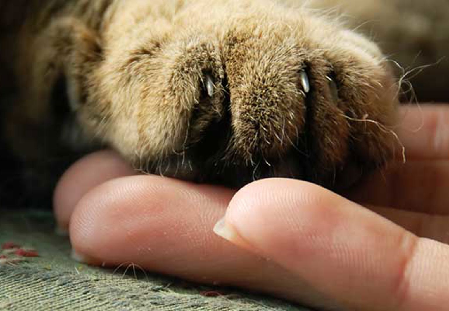 Människohand håller i en tass