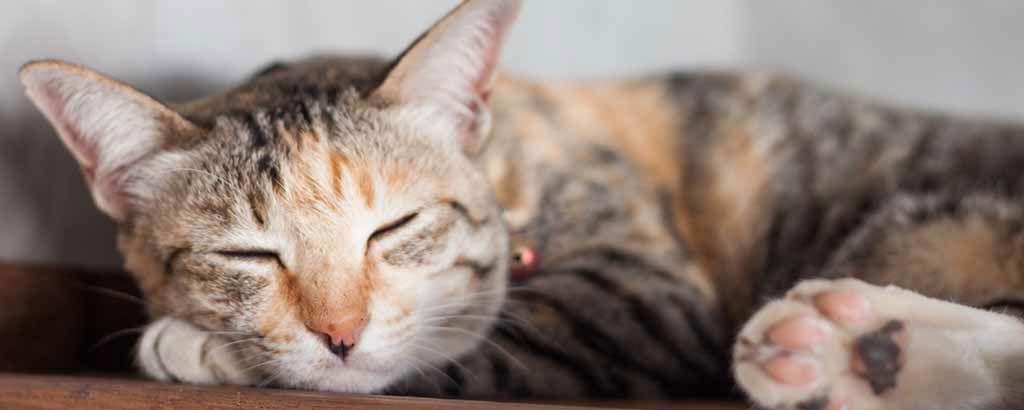 En sovande katt