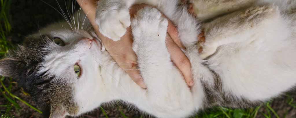 Katt ligger på rygg och håller om husses hand med tassarna