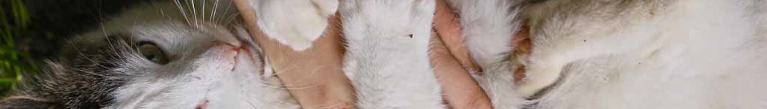 Katt ligger på rygg och håller om husses hand med tassarna