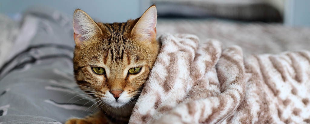 Trött katt ligger i sängen med en filt över sig