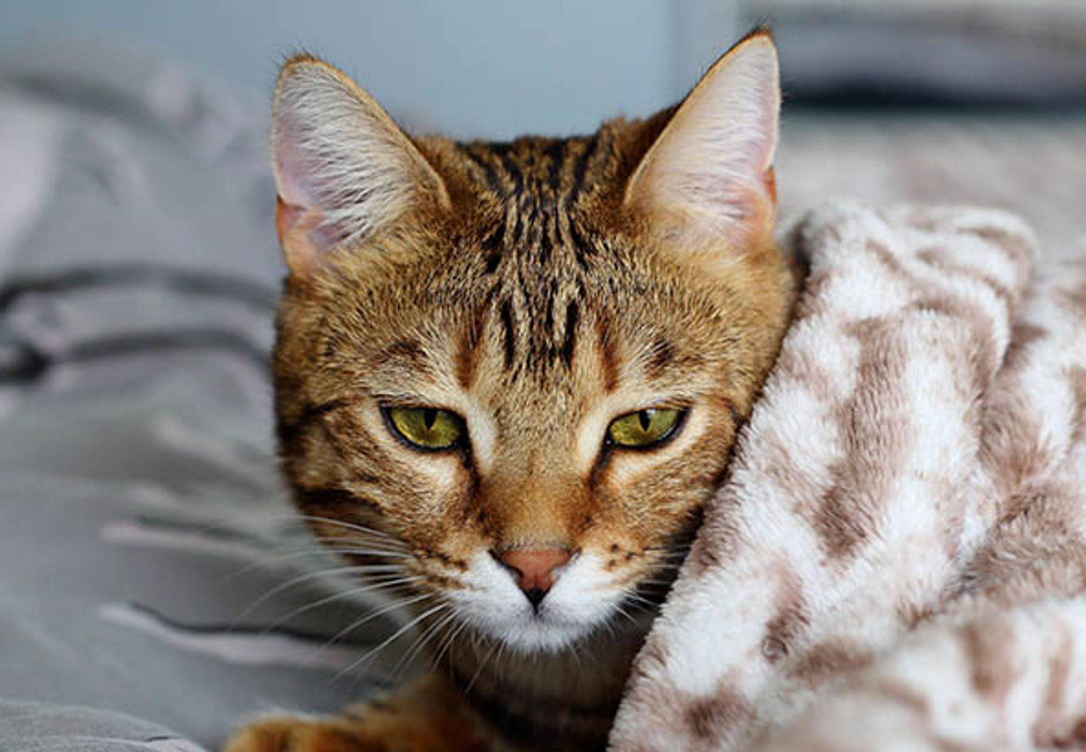 Trött katt ligger i sängen med en filt över sig