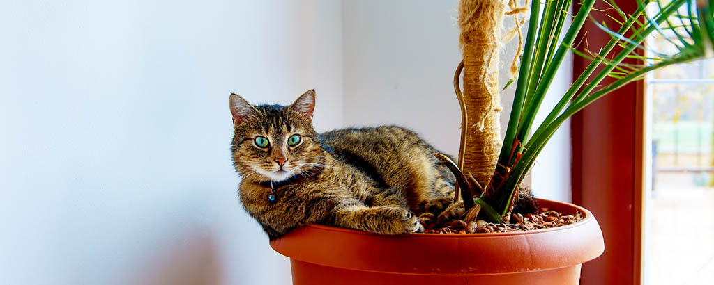 Katt ligger i en stor kruka med en planterad växt.