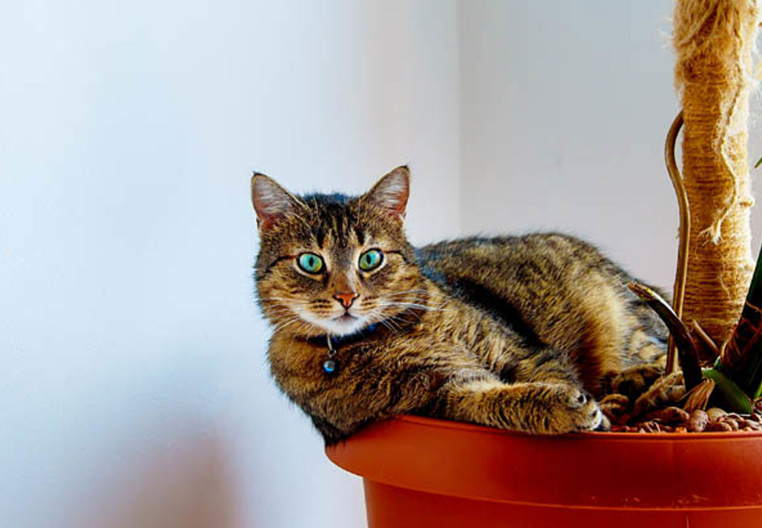 Katt ligger i en stor kruka med en planterad växt.