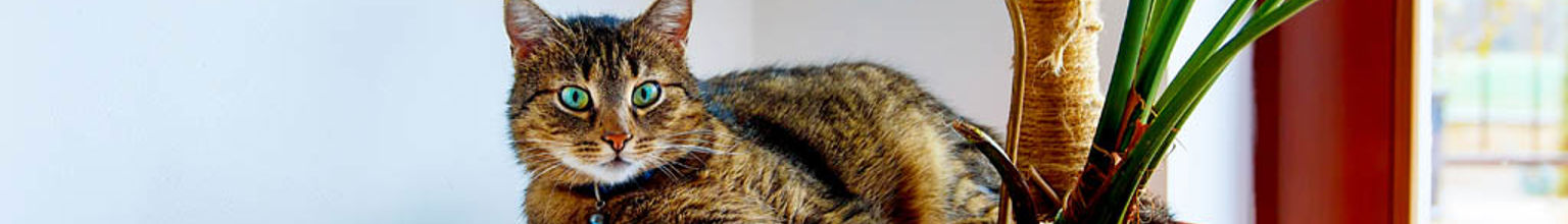 Katt ligger i en stor kruka med en planterad växt.