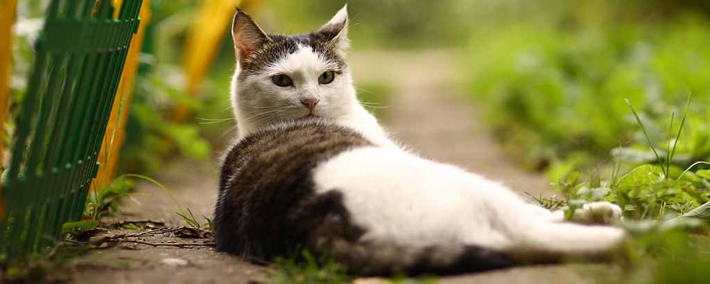 Hankatt ligger på en stengång i ett trädgårdland