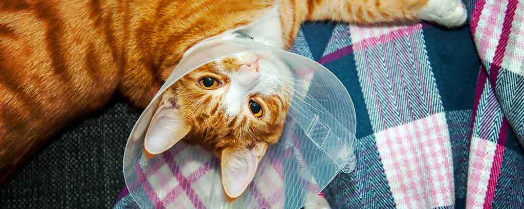 Katt med skyddskrage ligger på en filt i en soffa