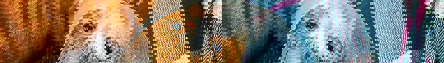 Katt med skyddskrage ligger på en filt i en soffa