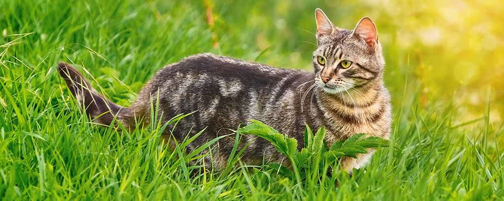 Katt står i högt gräs en solig dag