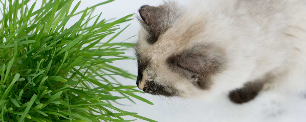 Katt närmar sig en grön gräsliknande krukväxt