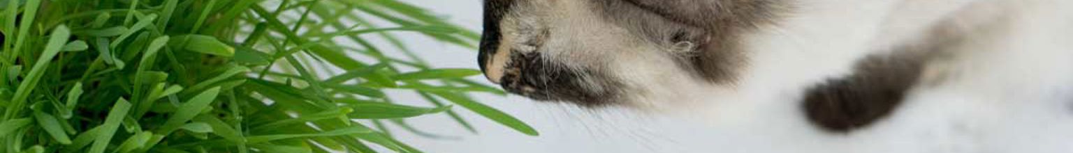 Katt närmar sig en grön gräsliknande krukväxt