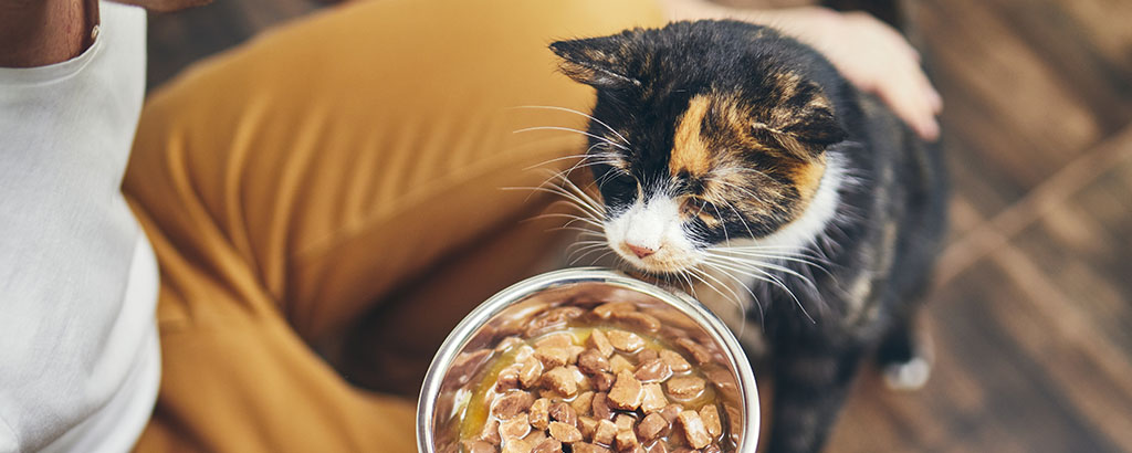 Katt sitter framför matskål med foder men äter inte